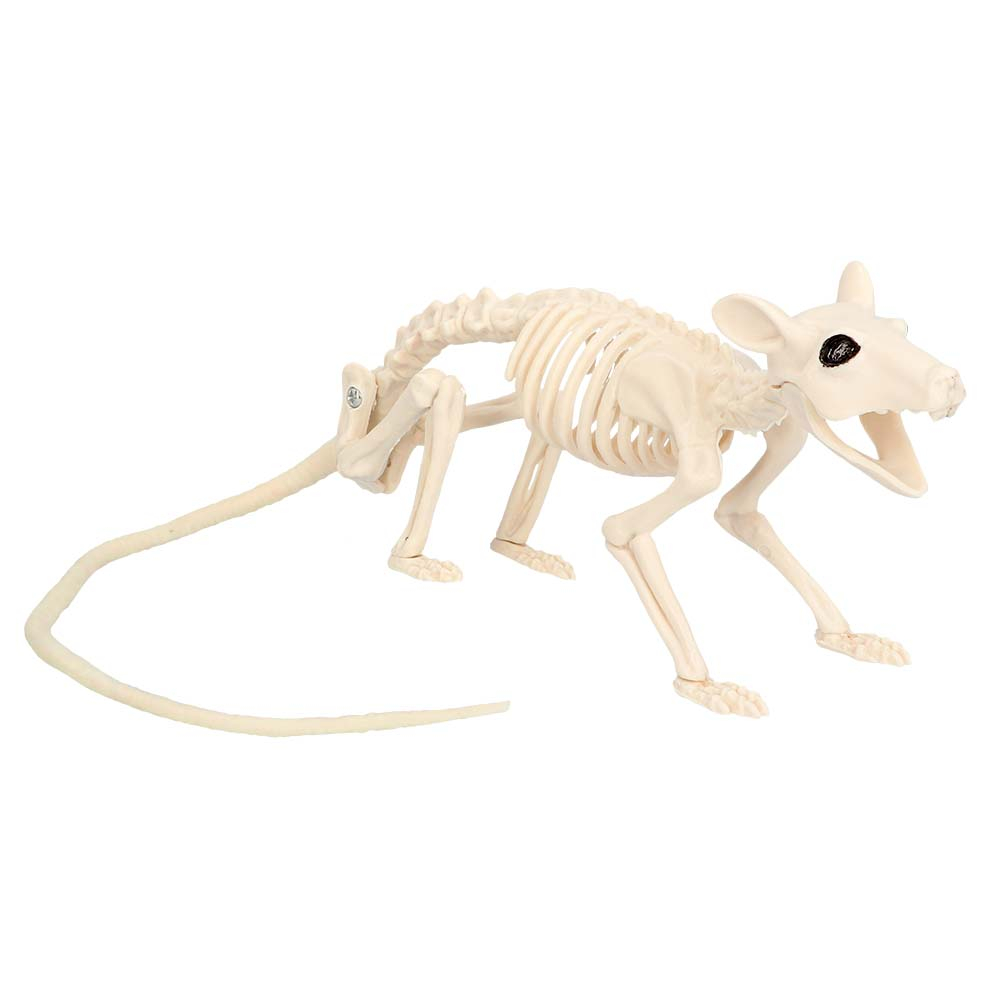 Rotte Skelet (46x7 cm)