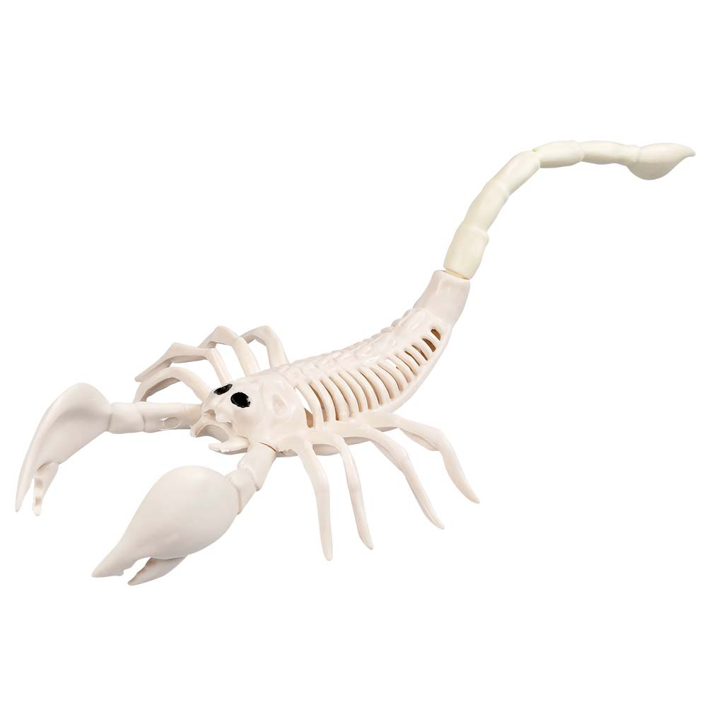 Scorpion Skelet (31x14 cm)