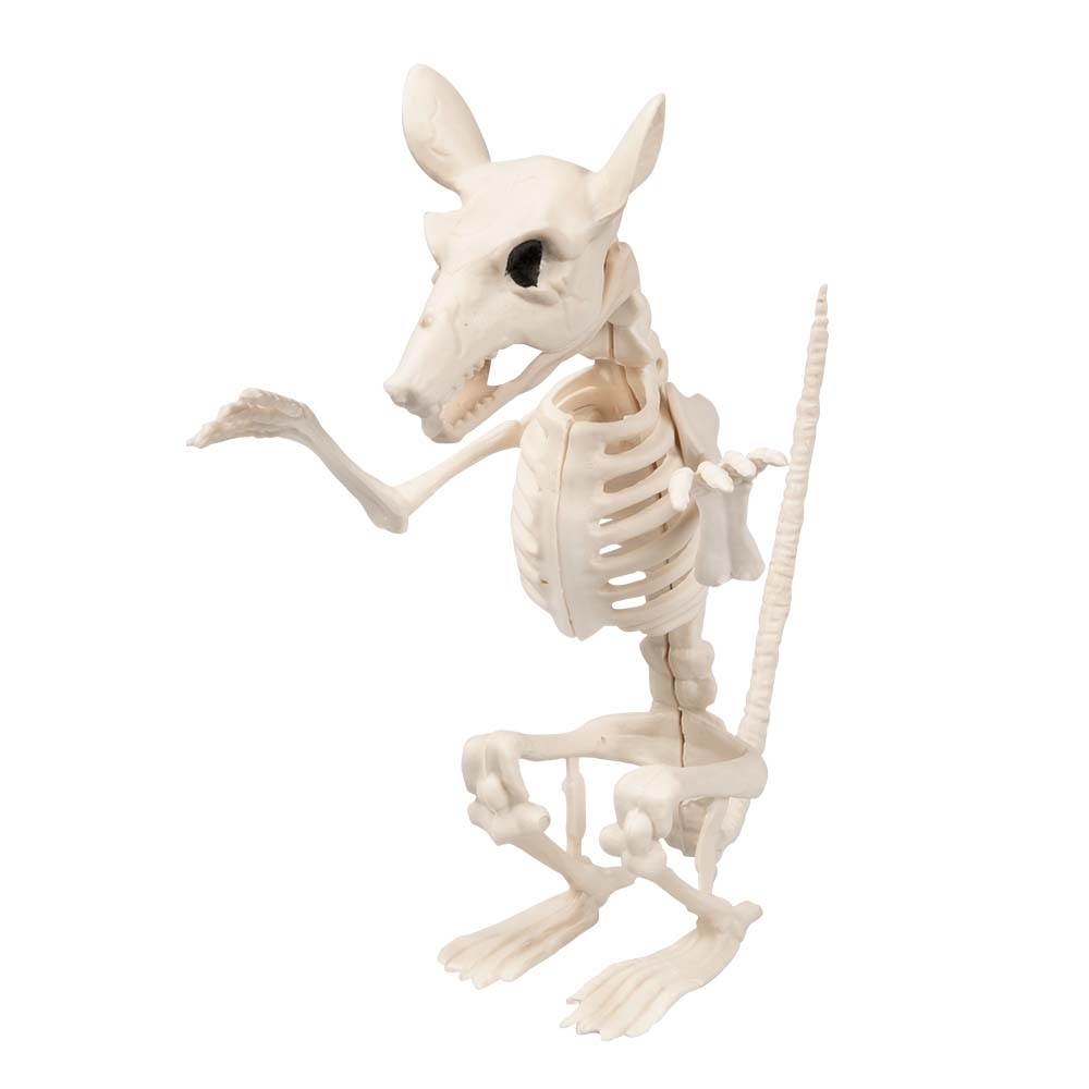 Siddende Rotte Skelet (18x15 cm)