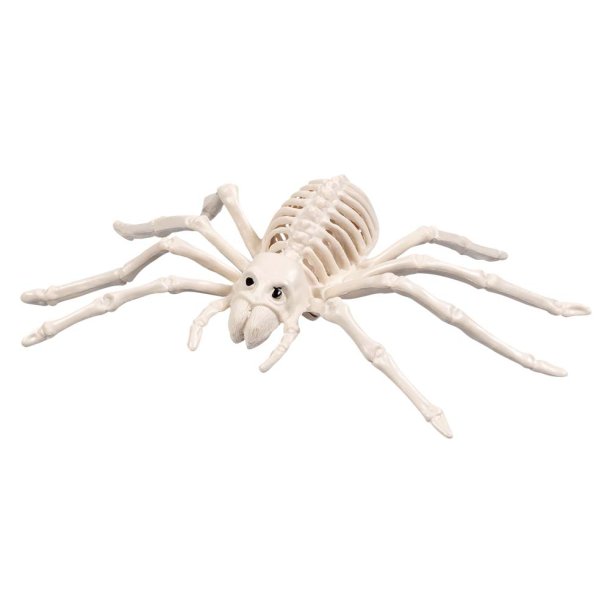 Edderkop Skelet (23x14 Cm)